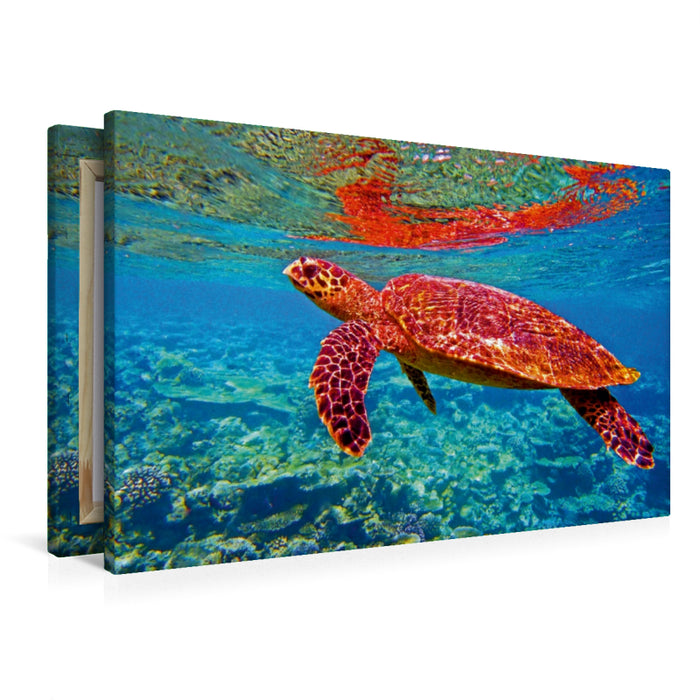 Premium Textil-Leinwand Premium Textil-Leinwand 90 cm x 60 cm quer Ein Motiv aus dem Kalender Meeresschildkröten - Bedrohte Schönheiten