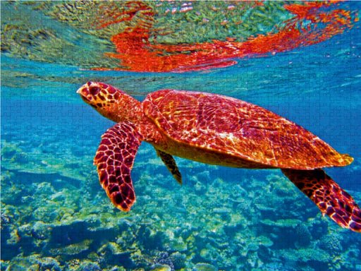 Meeresschildkröten - Bedrohte Schönheiten - CALVENDO Foto-Puzzle - calvendoverlag 29.99
