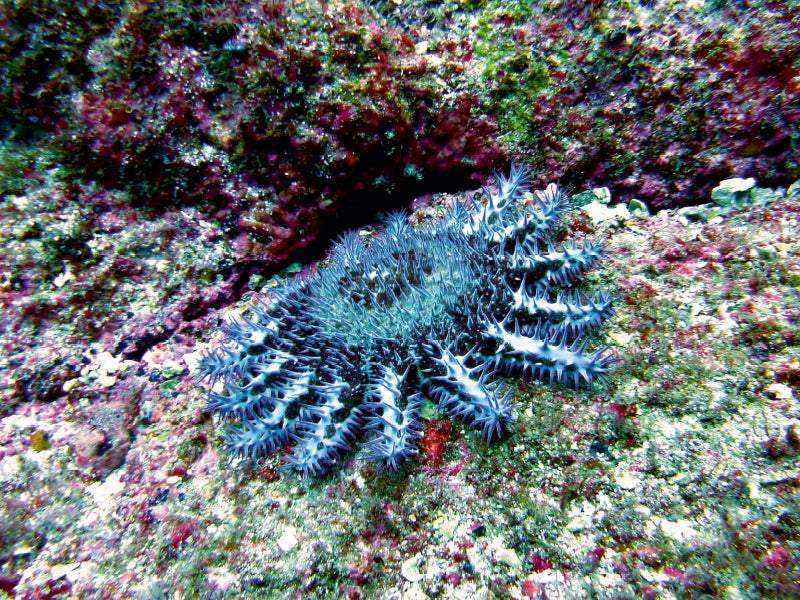 Dornenkrone, Alcyone, Cocos Island, Costa Rica - CALVENDO Foto-Puzzle - calvendoverlag 29.99