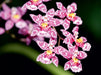 Zauberhafte Orchideen - CALVENDO Foto-Puzzle - calvendoverlag 39.99