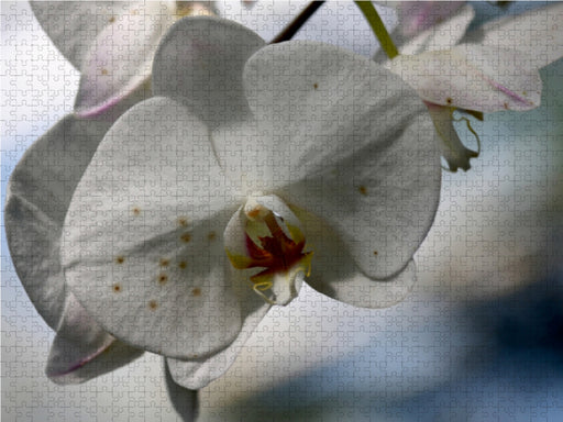 Orchideen - CALVENDO Foto-Puzzle - calvendoverlag 39.99