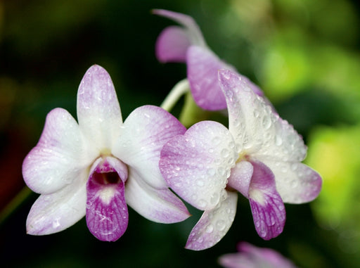 Orchideen Makro - CALVENDO Foto-Puzzle - calvendoverlag 39.99