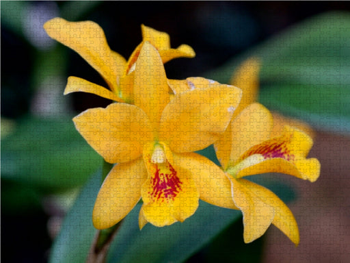 Detailaufnahme Orchidee - CALVENDO Foto-Puzzle - calvendoverlag 39.99
