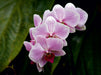 Rosa Orchideen - CALVENDO Foto-Puzzle - calvendoverlag 39.99
