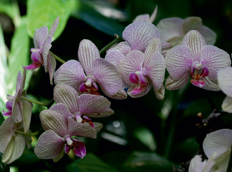Zauberhafte Orchideen - CALVENDO Foto-Puzzle - calvendoverlag 39.99