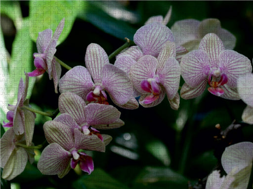 Zauberhafte Orchideen - CALVENDO Foto-Puzzle - calvendoverlag 39.99