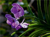 Orchidee im Gegenlicht - CALVENDO Foto-Puzzle - calvendoverlag 39.99