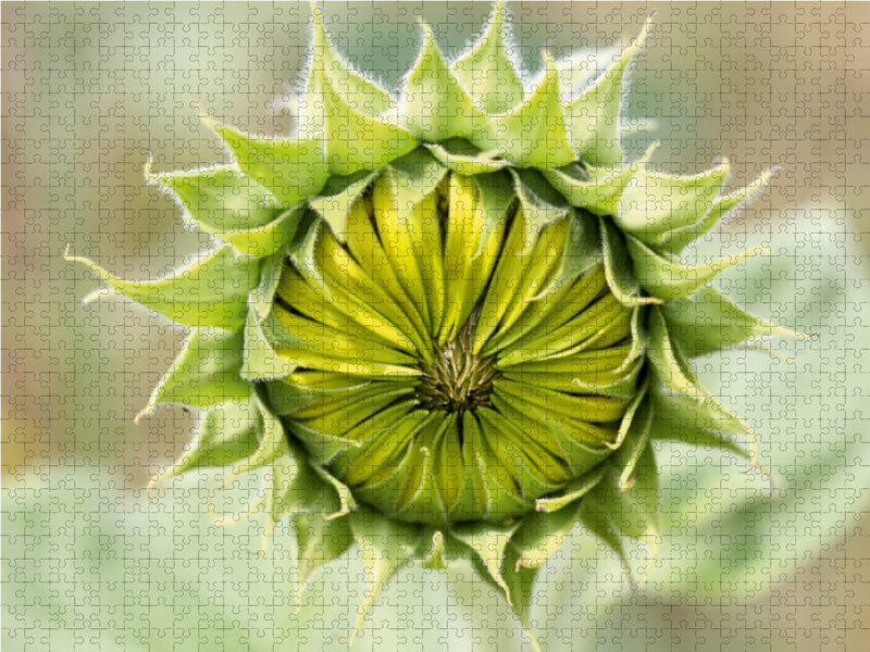 Sonnenblumen Knospe - CALVENDO Foto-Puzzle - calvendoverlag 39.99