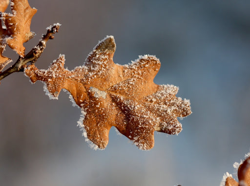 Wintermakro - CALVENDO Foto-Puzzle - calvendoverlag 39.99