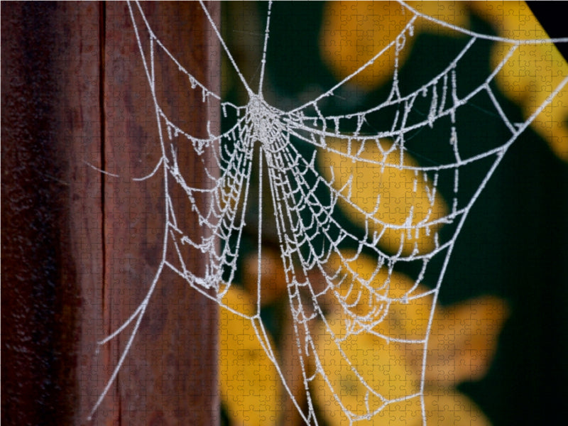 Spinnennetz - CALVENDO Foto-Puzzle - calvendoverlag 39.99