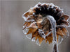 Winterimpressionen Makro - CALVENDO Foto-Puzzle - calvendoverlag 39.99