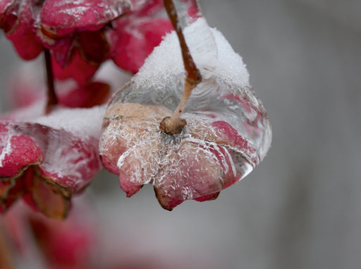 Gefrorene Blüte - CALVENDO Foto-Puzzle - calvendoverlag 39.99