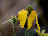 Blütenmakro im Winter - CALVENDO Foto-Puzzle - calvendoverlag 39.99