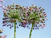 ALLIUM - CALVENDO Foto-Puzzle - calvendoverlag 39.99