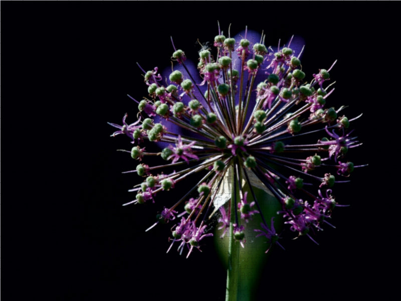 ALLIUM im Gegenlicht - CALVENDO Foto-Puzzle - calvendoverlag 39.99