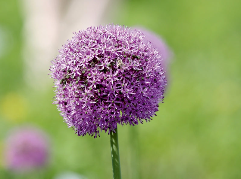 ALLIUM Makro - CALVENDO Foto-Puzzle - calvendoverlag 39.99