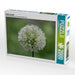 Weiße ALLIUM - CALVENDO Foto-Puzzle - calvendoverlag 39.99