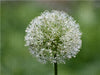 Weiße ALLIUM - CALVENDO Foto-Puzzle - calvendoverlag 39.99