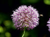 ALLIUM im Licht - CALVENDO Foto-Puzzle - calvendoverlag 39.99