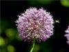 ALLIUM im Licht - CALVENDO Foto-Puzzle - calvendoverlag 39.99