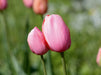 Tulpen - CALVENDO Foto-Puzzle - calvendoverlag 39.99