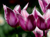 Tulpen - CALVENDO Foto-Puzzle - calvendoverlag 39.99
