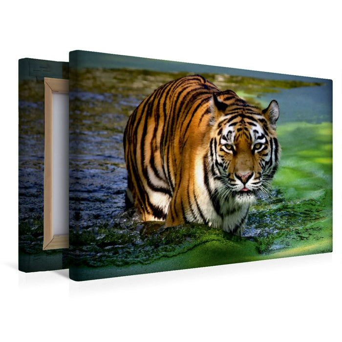 Premium Textil-Leinwand Premium Textil-Leinwand 45 cm x 30 cm quer Ein Motiv aus dem Kalender Tiger - die leisen Jäger des Dschungels