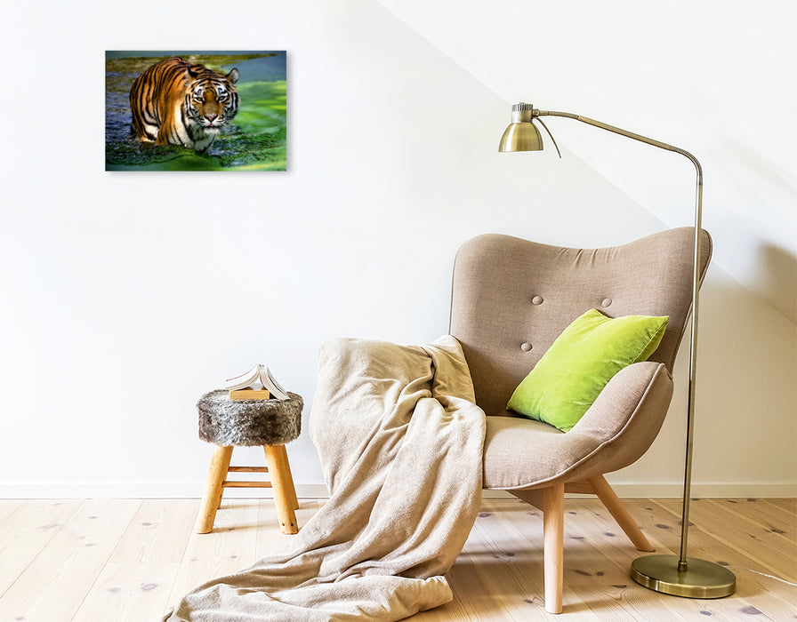 Premium Textil-Leinwand Premium Textil-Leinwand 45 cm x 30 cm quer Ein Motiv aus dem Kalender Tiger - die leisen Jäger des Dschungels