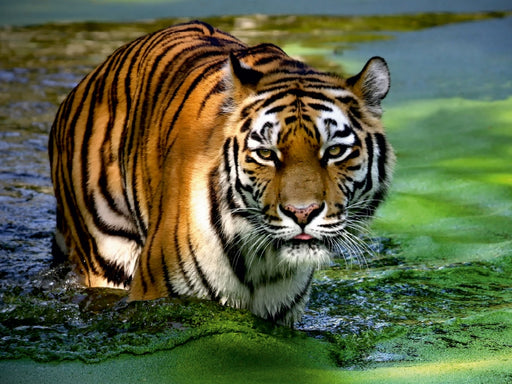 Tiger - die leisen Jäger des Dschungels - CALVENDO Foto-Puzzle - calvendoverlag 29.99