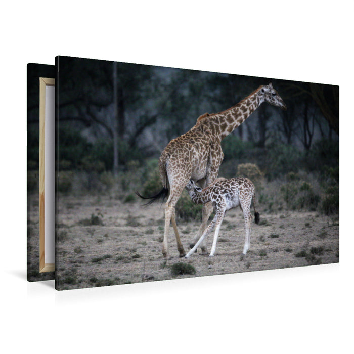Premium Textil-Leinwand Premium Textil-Leinwand 120 cm x 80 cm quer Giraffenmutter mit Kind