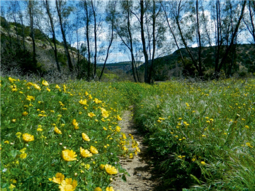 Frühling auf Zypern - CALVENDO Foto-Puzzle - calvendoverlag 29.99