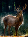 Der junge Hirsch schüttelt die Herbstfeuchte aus dem Fell. - CALVENDO Foto-Puzzle - calvendoverlag 79.99