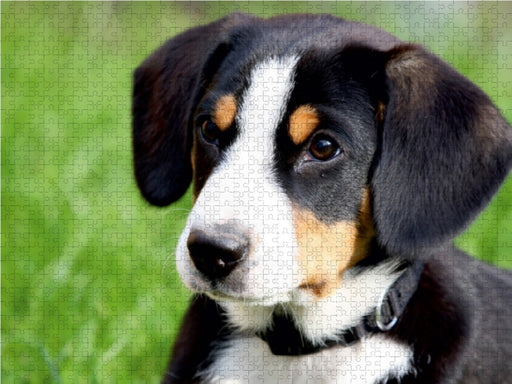 Entlebucher Sennenhund - CALVENDO Foto-Puzzle - calvendoverlag 29.99