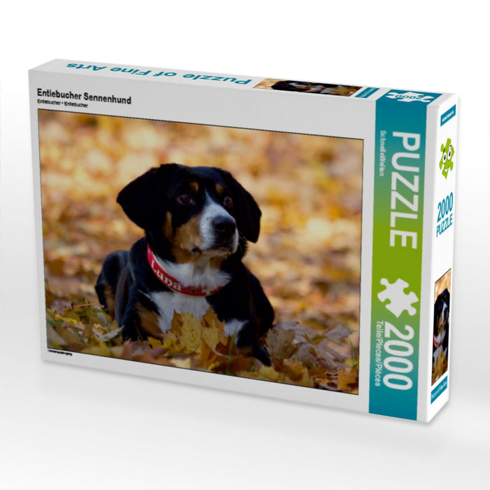 Entlebucher Sennenhund - CALVENDO Foto-Puzzle - calvendoverlag 29.99