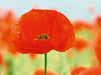 Mohnblumen-ein Traum in rot - CALVENDO Foto-Puzzle - calvendoverlag 29.99