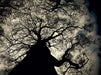 Baum in der Dämmerung - CALVENDO Foto-Puzzle - calvendoverlag 29.99