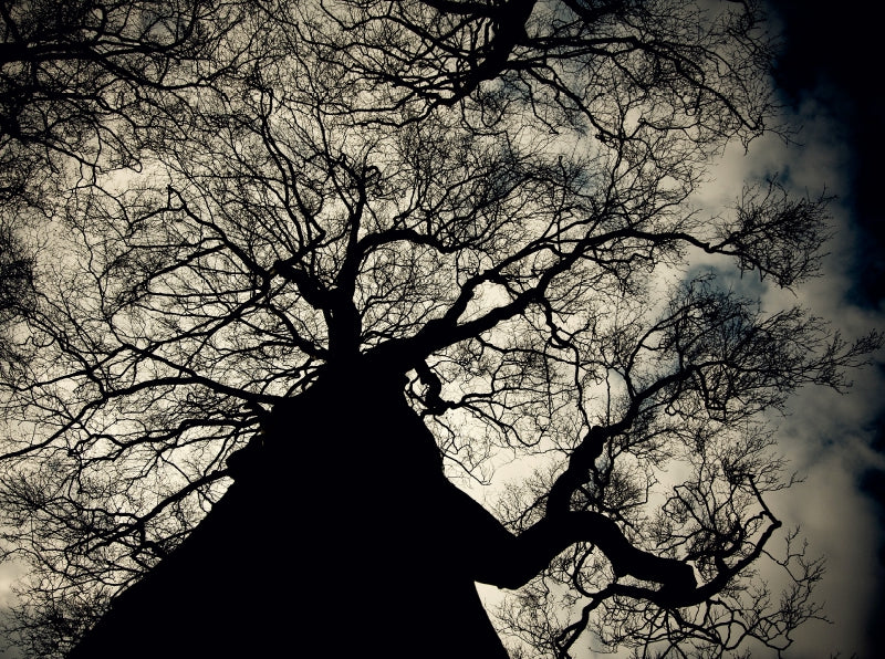 Baum in der Dämmerung - CALVENDO Foto-Puzzle - calvendoverlag 29.99