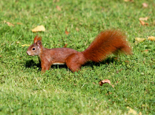 Eichhörnchen im ParkEichhörnchen - CALVENDO Foto-Puzzle - calvendoverlag 29.99
