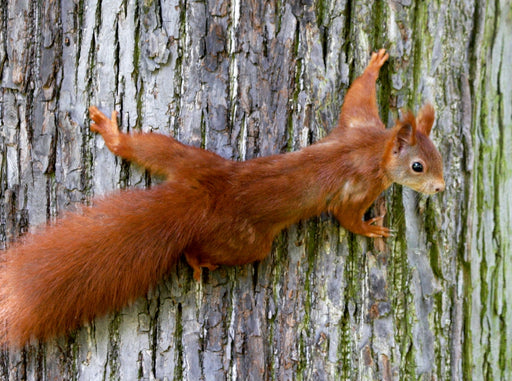 Eichhörnchen - CALVENDO Foto-Puzzle - calvendoverlag 29.99