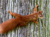 Eichhörnchen - CALVENDO Foto-Puzzle - calvendoverlag 29.99