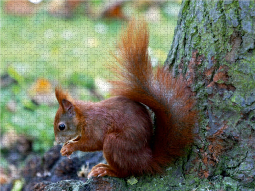 Eichhörnchen in freier Natur - CALVENDO Foto-Puzzle - calvendoverlag 29.99