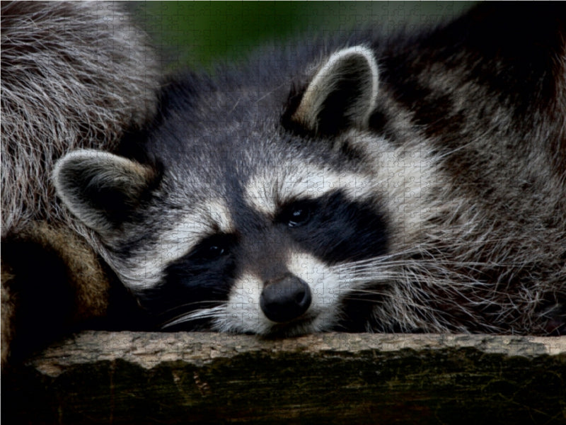 Waschbär - CALVENDO Foto-Puzzle - calvendoverlag 29.99