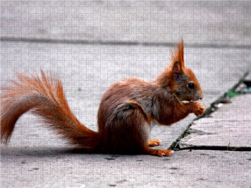 Eichhörnchen - CALVENDO Foto-Puzzle - calvendoverlag 29.99