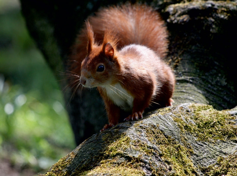 Eichhörnchen im Licht - CALVENDO Foto-Puzzle - calvendoverlag 29.99