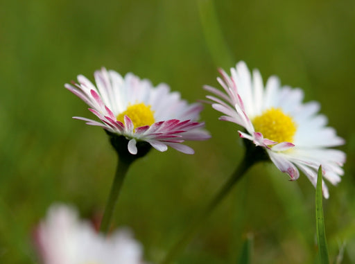 kleine Gänseblümchen ganz groß - CALVENDO Foto-Puzzle - calvendoverlag 29.99