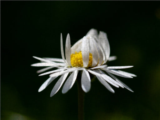 Gänseblümchen - CALVENDO Foto-Puzzle - calvendoverlag 29.99