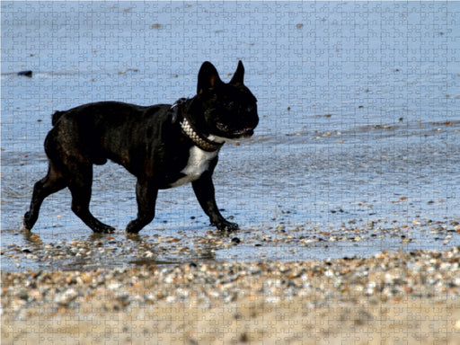 HUND AM STRAND - CALVENDO Foto-Puzzle - calvendoverlag 29.99