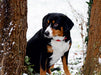 Entlebucher Sennenhund - CALVENDO Foto-Puzzle - calvendoverlag 29.99