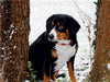 Entlebucher Sennenhund - CALVENDO Foto-Puzzle - calvendoverlag 29.99