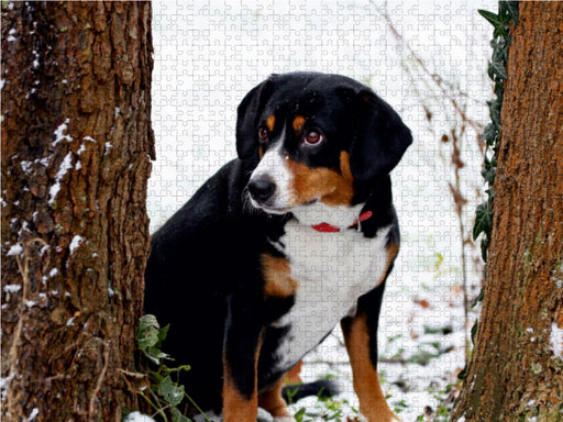 Entlebucher Sennenhund - CALVENDO Foto-Puzzle - calvendoverlag 29.99